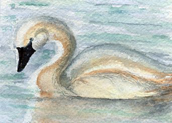 Ugly Duckling No More  Anne Irish Middleton WI watercolor